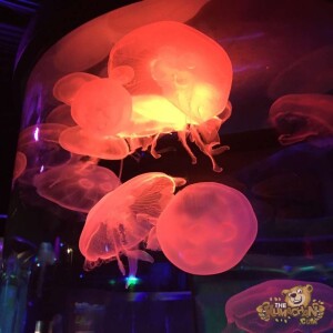 thekumachan_Sea_Life_Aquarium-10